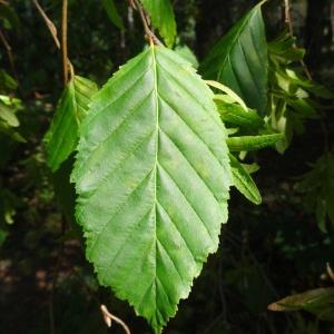 Photographie n°2154321 du taxon Carpinus betulus L.