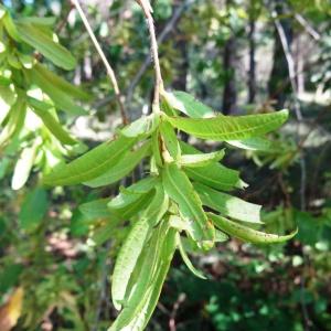 Photographie n°2154322 du taxon Carpinus betulus L.