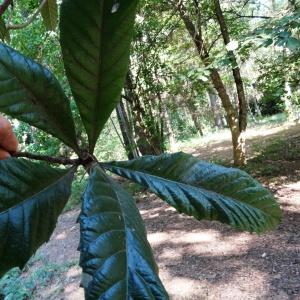 Photographie n°2154346 du taxon Eriobotrya japonica (Thunb.) Lindl. [1821]