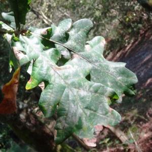 Photographie n°2154357 du taxon Quercus robur L. [1753]