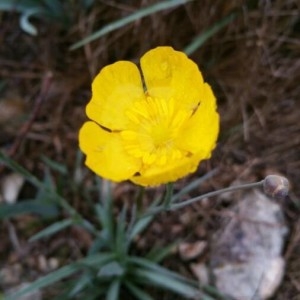 Photographie n°2154365 du taxon Ranunculus gramineus L. [1753]