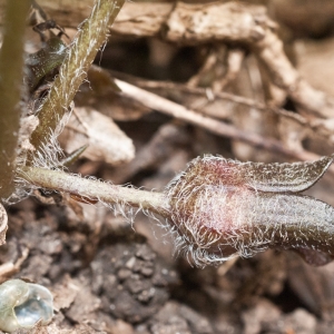 Photographie n°2154378 du taxon Asarum europaeum L.