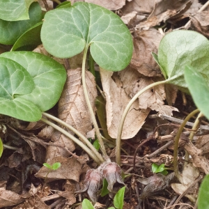 Photographie n°2154379 du taxon Asarum europaeum L.