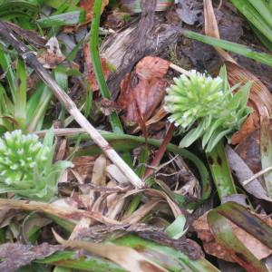 Photographie n°2154387 du taxon Petasites albus (L.) Gaertn. [1791]