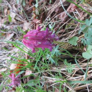 Photographie n°2154393 du taxon Corydalis solida (L.) Clairv.