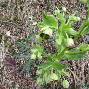 Photographie n°2154397 du taxon Helleborus foetidus L. [1753]