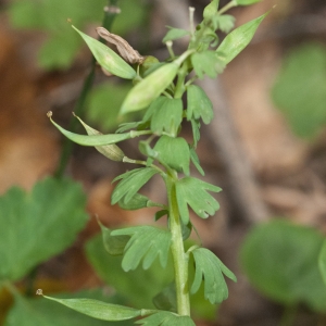 Photographie n°2154402 du taxon Corydalis solida (L.) Clairv.