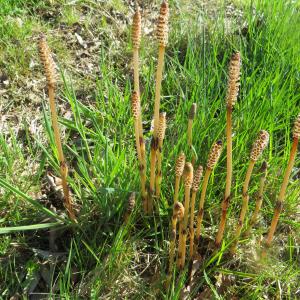 Photographie n°2154408 du taxon Equisetum arvense L. [1753]