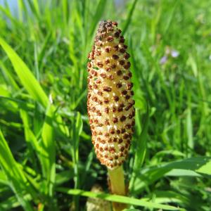 Photographie n°2154409 du taxon Equisetum arvense L. [1753]