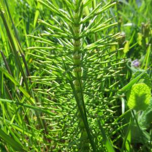 Photographie n°2154411 du taxon Equisetum arvense L. [1753]