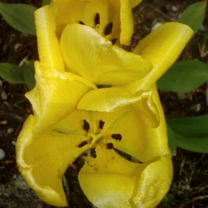 Photographie n°2154416 du taxon Tulipa gesneriana L. [1753]