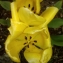 La Spada Arturo - Tulipa gesneriana L. [1753]