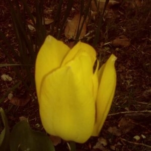 Tulipa coronaria Salisb. (Garden Tulip)