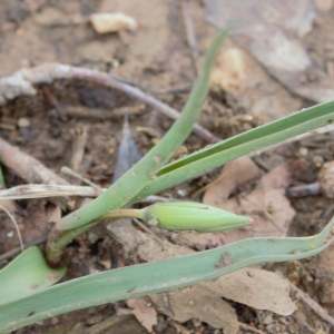 Photographie n°2154431 du taxon Tulipa sylvestris subsp. sylvestris 