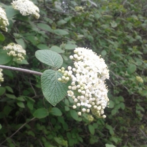 Photographie n°2154588 du taxon Viburnum lantana L. [1753]