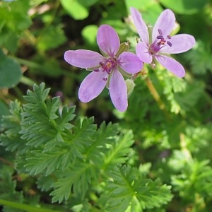 Photographie n°2154619 du taxon Erodium cicutarium (L.) L'Hér. [1789]