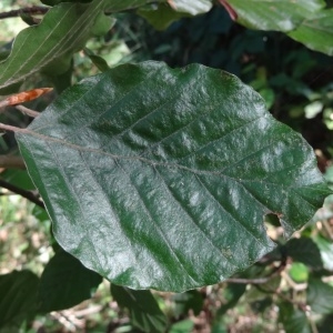 Photographie n°2154622 du taxon Fagus sylvatica L. [1753]