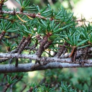 Photographie n°2154634 du taxon Cedrus libani var. brevifolia Hook.f. [1880]