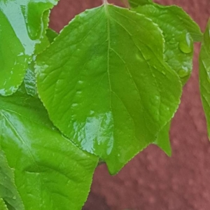 Photographie n°2154677 du taxon Prunus armeniaca L. [1753]