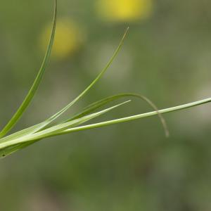 Photographie n°2156586 du taxon Carex flacca Schreb. [1771]