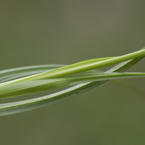 Photographie n°2156587 du taxon Carex flacca Schreb. [1771]