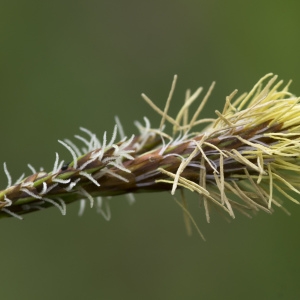 Photographie n°2156588 du taxon Carex flacca Schreb. [1771]