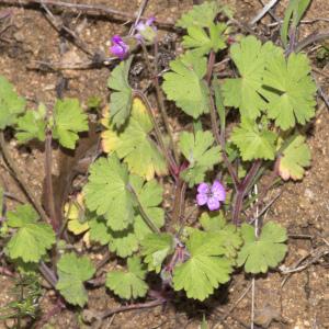 Photographie n°2156610 du taxon Geranium rotundifolium L.