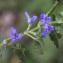  Jean-Jacques Houdré - Glechoma hederacea L.