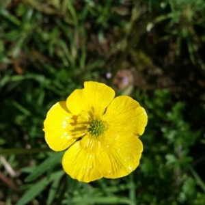 Photographie n°2156643 du taxon Ranunculus acris L. [1753]