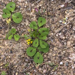 Photographie n°2156651 du taxon Medicago arabica (L.) Huds.