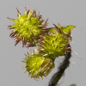 Photographie n°2156653 du taxon Medicago arabica (L.) Huds.