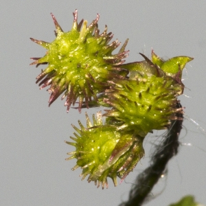 Photographie n°2156654 du taxon Medicago arabica (L.) Huds.