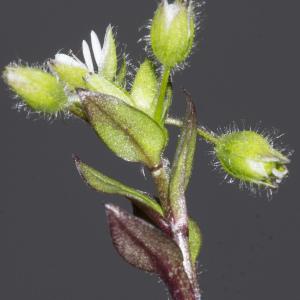 Photographie n°2156681 du taxon Stellaria media (L.) Vill.