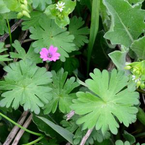 Photographie n°2156726 du taxon Geranium molle L. [1753]