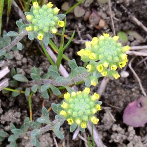 Photographie n°2156727 du taxon Alyssum simplex Rudolphi [1799]