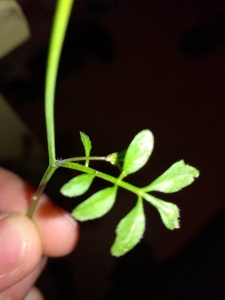 Calvin SIMÉON, le  7 avril 2018 (Toulouse)