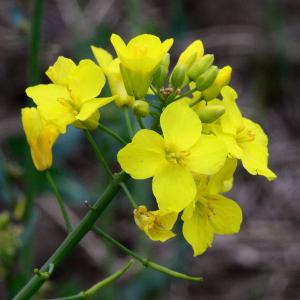 Photographie n°2156736 du taxon Brassica napus var. napus 