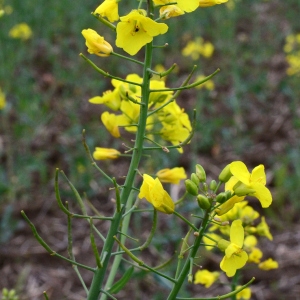 Photographie n°2156737 du taxon Brassica napus var. napus 