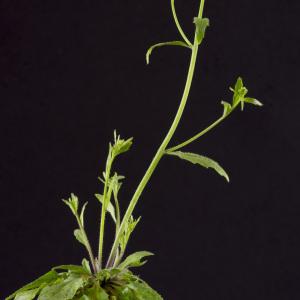 Photographie n°2156740 du taxon Arabidopsis thaliana (L.) Heynh.