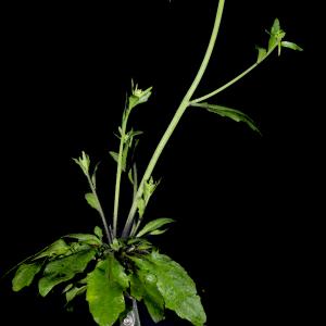 Photographie n°2156741 du taxon Arabidopsis thaliana (L.) Heynh.