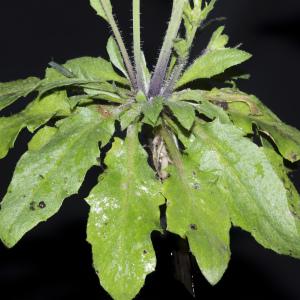Photographie n°2156743 du taxon Arabidopsis thaliana (L.) Heynh.