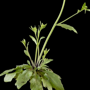 Photographie n°2156750 du taxon Arabidopsis thaliana (L.) Heynh.