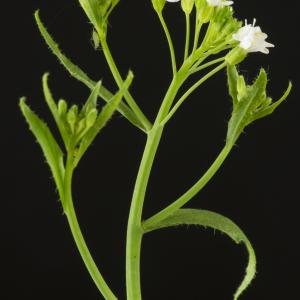 Photographie n°2156751 du taxon Arabidopsis thaliana (L.) Heynh.