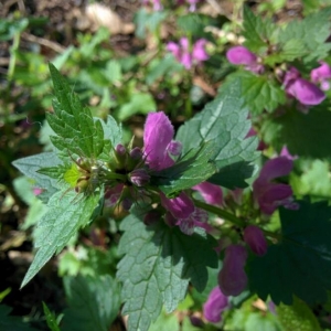 Photographie n°2156833 du taxon Lamium maculatum (L.) L. [1763]