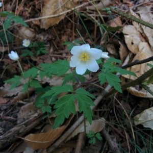 Photographie n°2156836 du taxon Anemone nemorosa L. [1753]