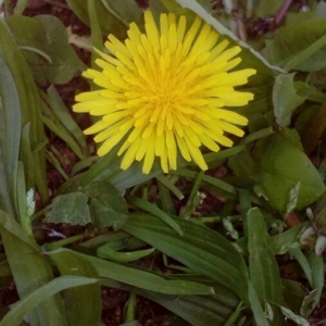 Photographie n°2156854 du taxon Taraxacum campylodes G.E.Haglund [1948]