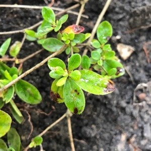 Photographie n°2156876 du taxon Mirabilis jalapa L. [1753]