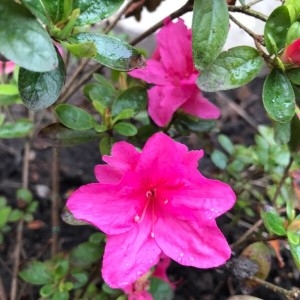 Photographie n°2156877 du taxon Mirabilis jalapa L. [1753]