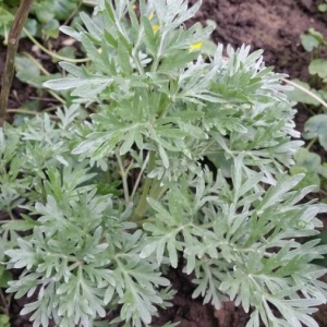 Photographie n°2156919 du taxon Artemisia absinthium L. [1753]