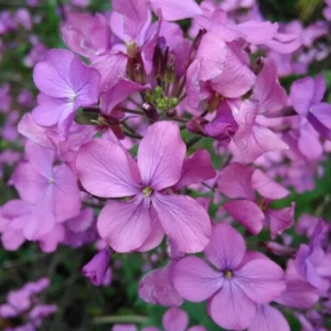 Photographie n°2156920 du taxon Lunaria annua L.